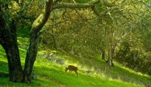 Deer In Morning Light - Version 2_2